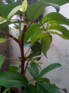 photo(10)